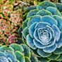 读者头像,暖色灯光下侧脸轮廓,背景虚化的书架